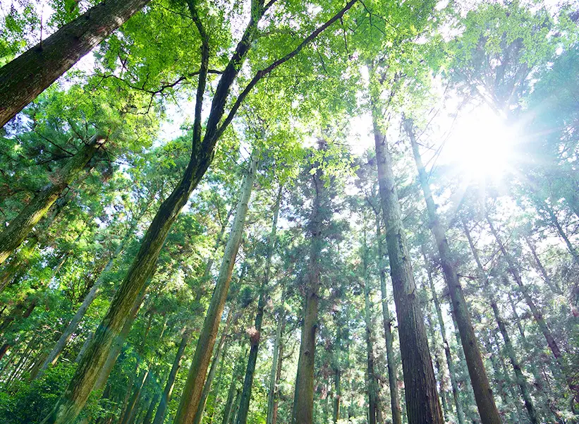 山の中に積まれた丸太の山